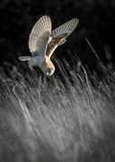 MARK ELLIS - Barn Owl
